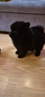 Pomeranian BOO