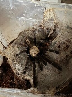 Cyriopagopus sp Bach ma