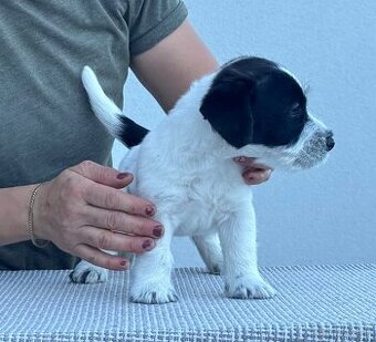 Jack Russell teriér