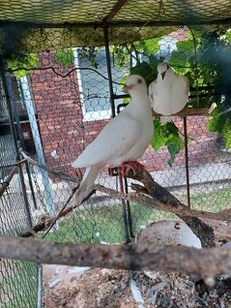 Hrdličky chichotavé