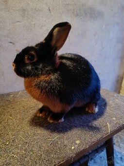 Samec Ohnivák čierny