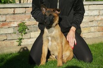 Belgický ovčiak- malinois