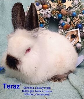 Zakrslý králik teddy gén s VP - samička
