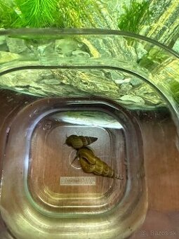 Predám alebo vymením