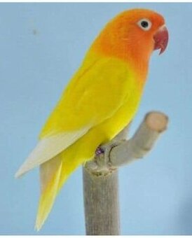 Agapornis fischery lutino