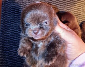 Šteniatka pomeranian špica čokoládové