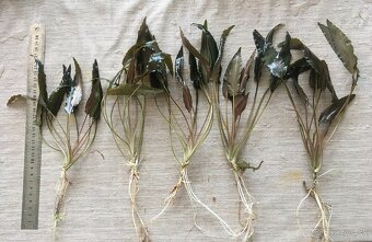 akvarijne rastliny