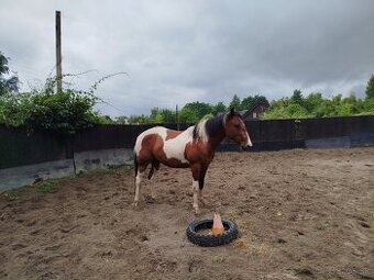 APH paint horse valach