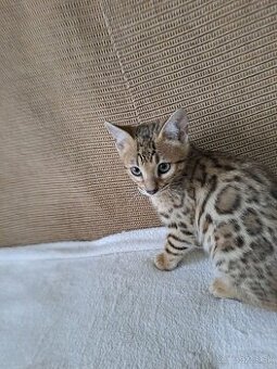 Bengalske mačiatka