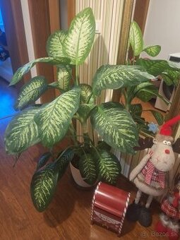 Predam izbovy kvet Difenbachia