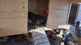 Predám kohútov - mix (zdrobnelá)