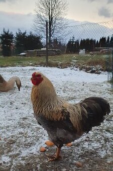 Kohút, kohúty, sliepka, sliepky