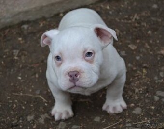 American bully pocket/ standard