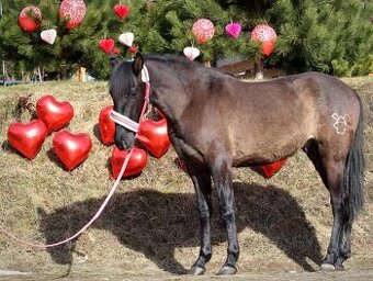 Čierny andalúzsky PRE v Poľsku, valach