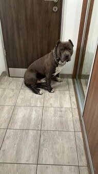 American bully