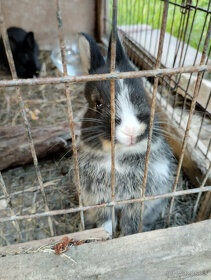 Predám králiky - holandský králik, bielopesíkatý čierny - 1