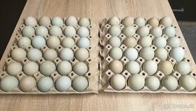 Násadové vajcia araucana