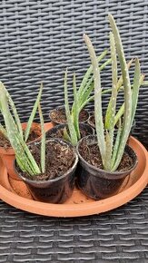 Sadeničky Aloe vera