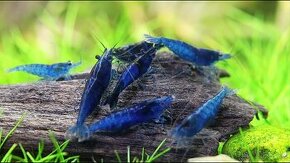 krevetky modré 10ks - Neocaridina Blue Dream