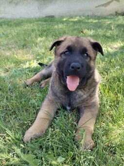 Belgický ovčiak Malinois / Nemecký ovčiak