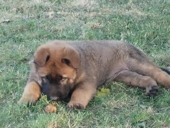 Nemecký ovčiak/Belgický ovčiak Malinois