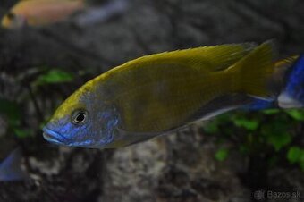 Nimbochromis Venustus