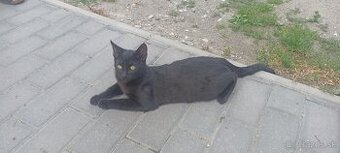 Maciatka