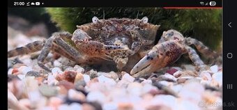 Krab Mekong