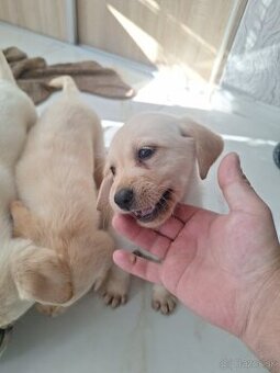 Labrador samček