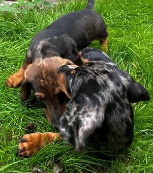 Jazvečík štandard šteniatko