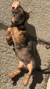 Jazvečík štandard šteniatko