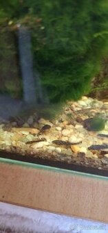 Darujem prísavníky a mach