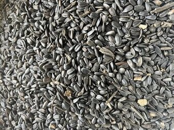 Slnečnica na predaj