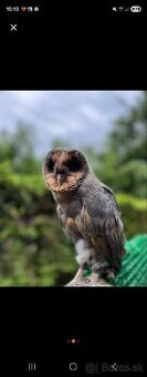 Tyto alba cierna varianta