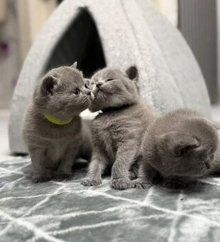 Mačiatka britskej krátkosrstej mačky na predaj 💝