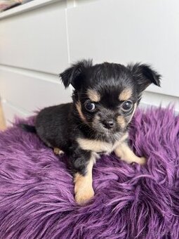 Predám šteniatka čivavy bez PP