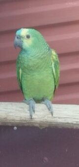 Amazoňan modročelý