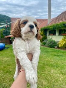 Cavalier King Charles Spaniel šteniatka