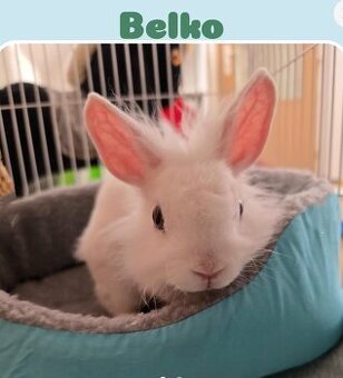 Belko na adopciu