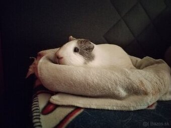 Hladam samicku morciatka