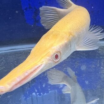 atractosteus spatula albino