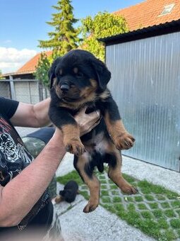 Predám šteniatka Rotvajler, Rotweiler