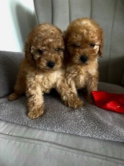 Pudel toy pudlik