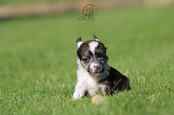 čínský chocholatý pes - powderpuff female