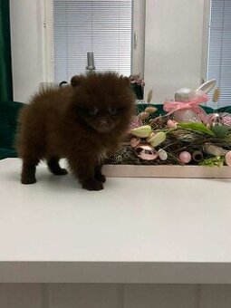 Pomeranian s PP, nemecký špic s pp