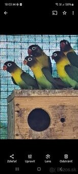 Agapornis škraboškový