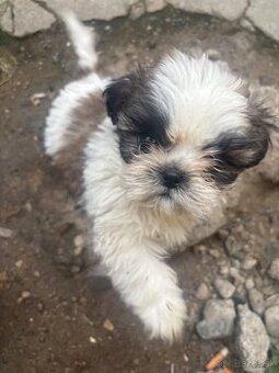 Krasne steniatko shitzu❤️❤️