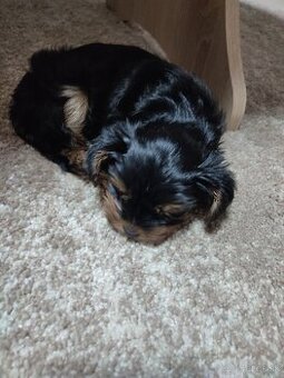 Yorkshirsky teriér - 1