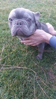 Francúzsky buldoček kryrie