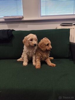 Pudl,pudlík,pudel Stredný